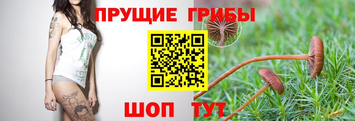 Псилоцибиновые грибы Psilocybine cubensis Лесозаводск